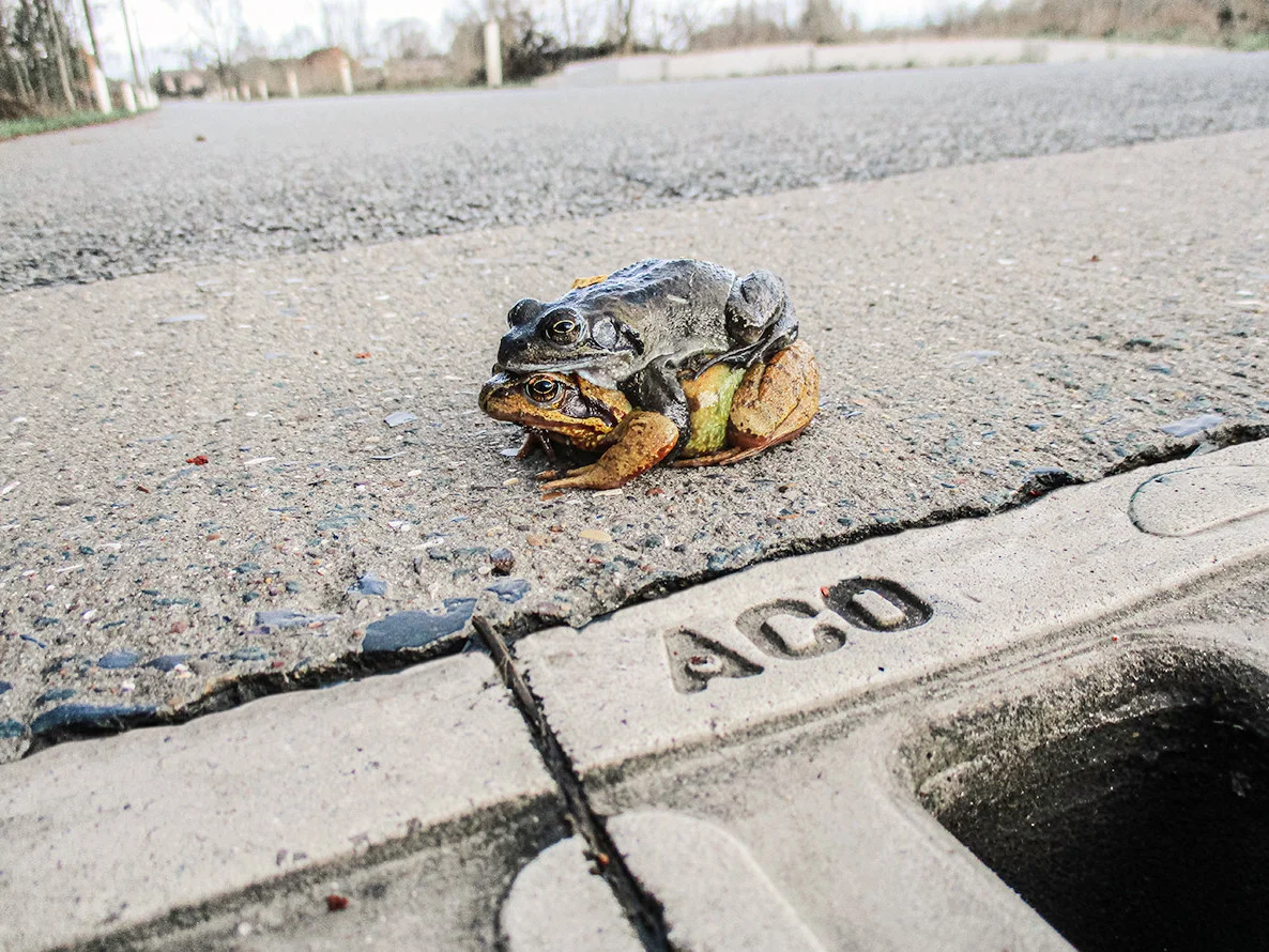 Immagine tunnel ACO Wildlife installato